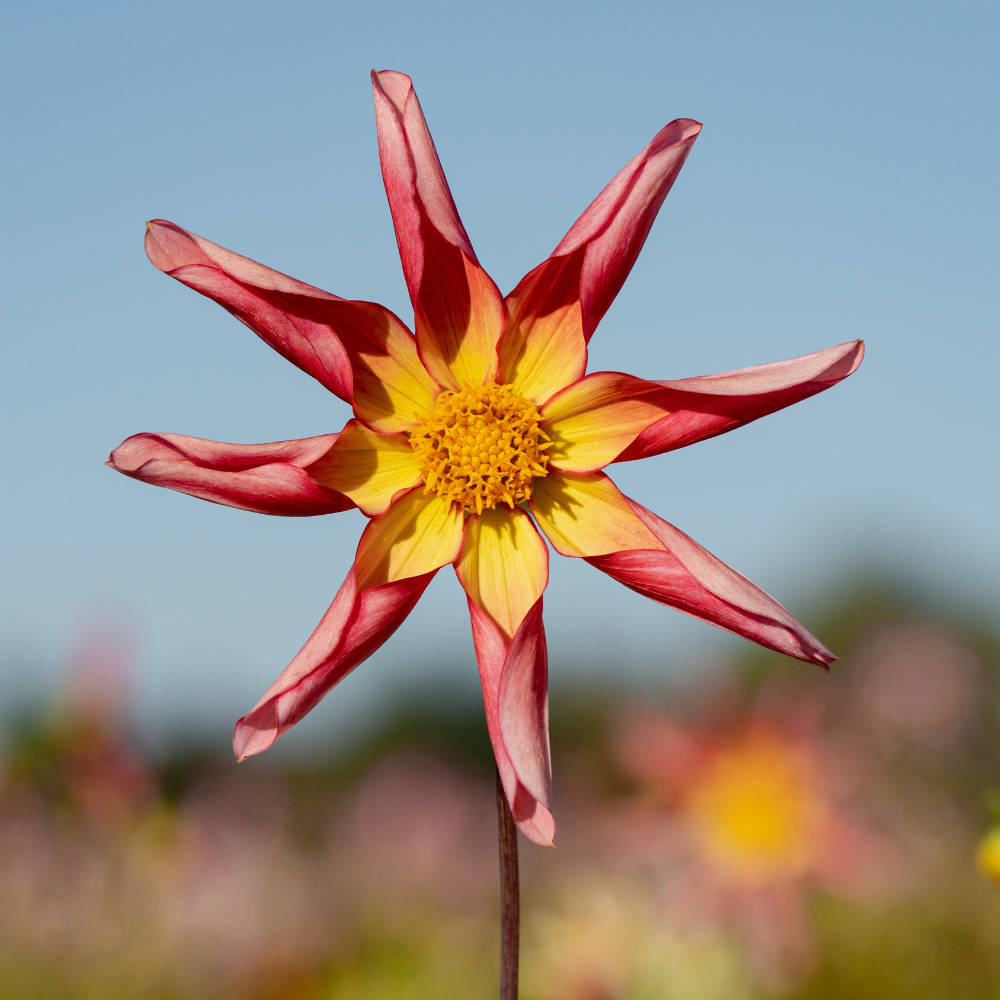 Dahlia 'Honka Surprise'