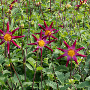 Dahlia 'Honka Vino'