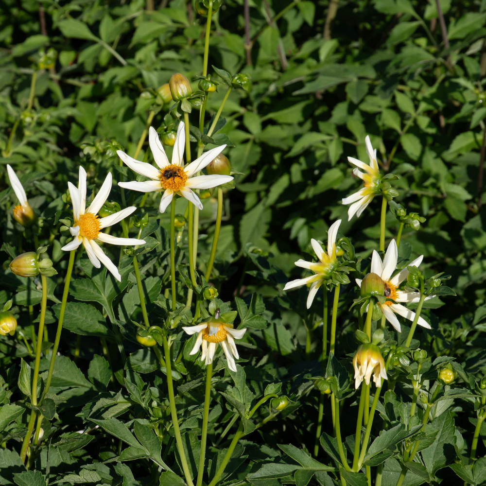 honka dahlia seeds Dahlia 'Honka White' – PLUKKERS