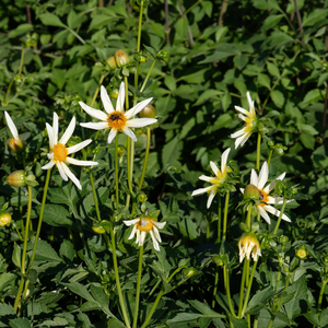 Dahlia 'Honka White'