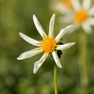 Dahlia 'Honka White'
