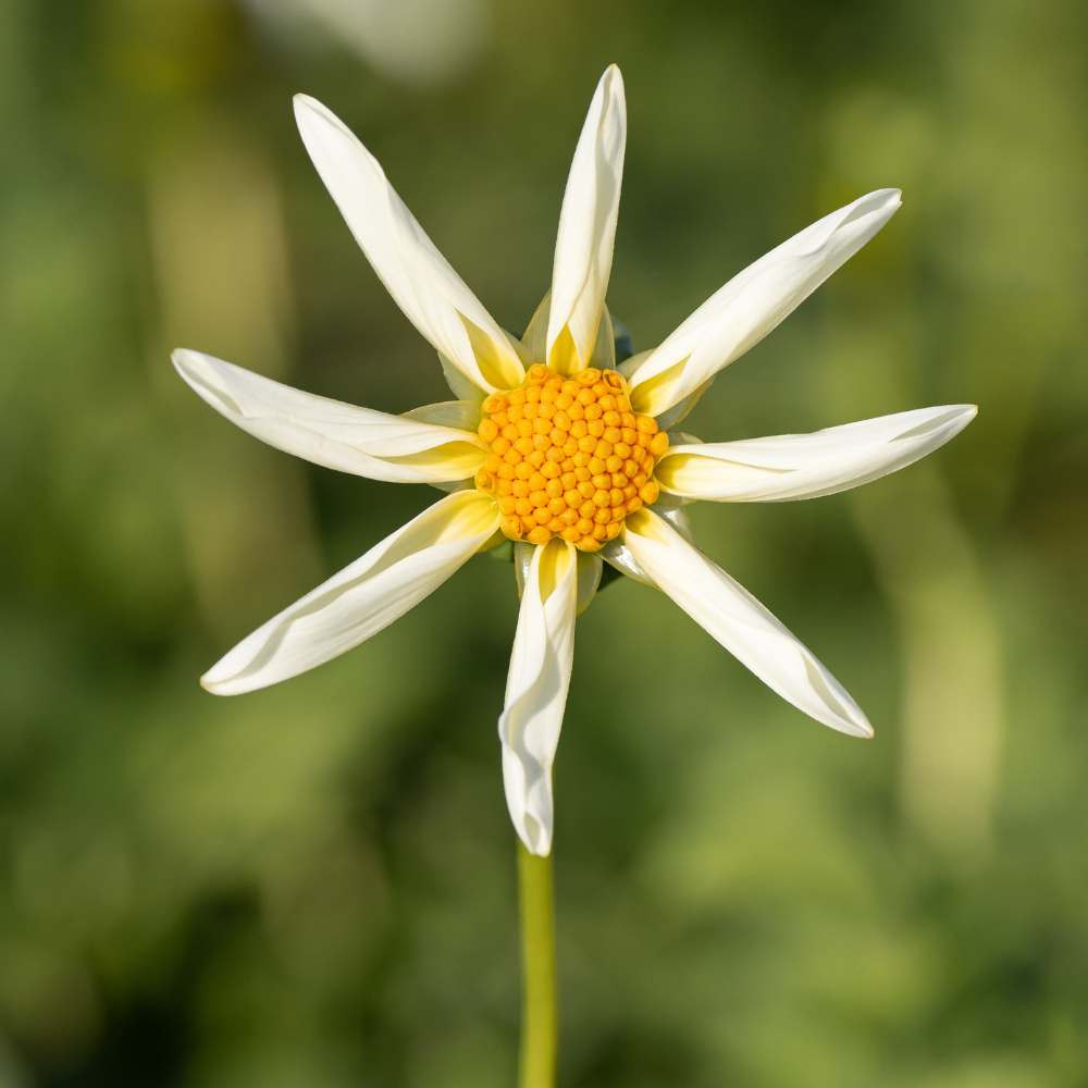 Dahlia 'Honka White'