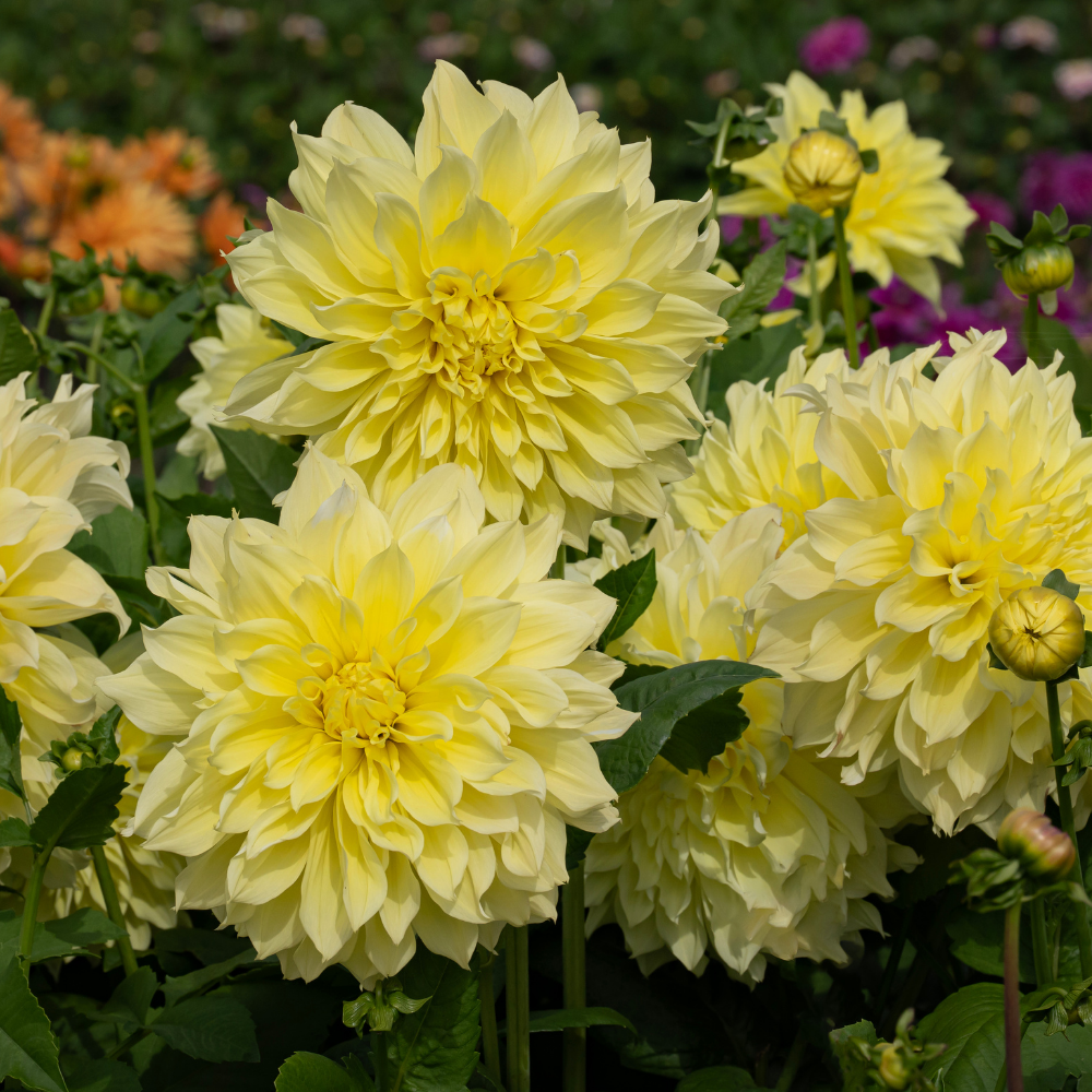 Dahlia 'Kelvin Floodlight'