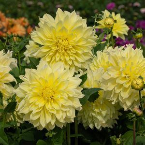 Dahlia 'Kelvin Floodlight'