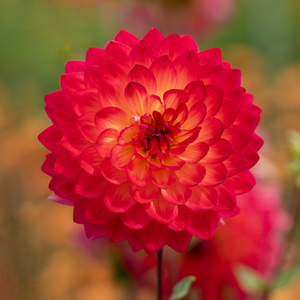 Dahlia 'Kilburn Glow'