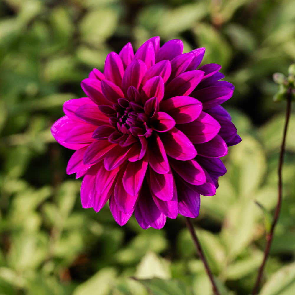 Dahlia 'Le Baron'