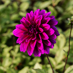 Dahlia 'Le Baron'