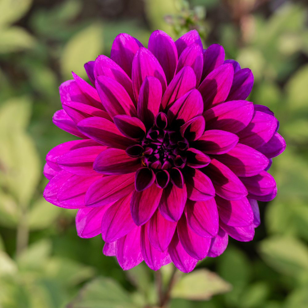 Dahlia 'Le Baron'