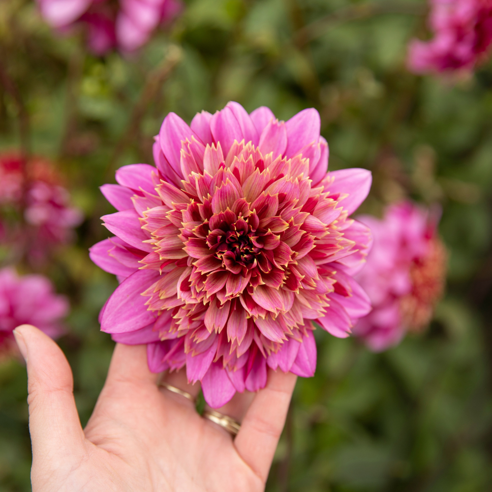 Dahlia pakket 'Nina's 13 favorieten'