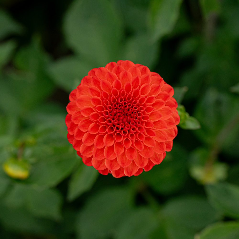 Dahlia 'Manderino'