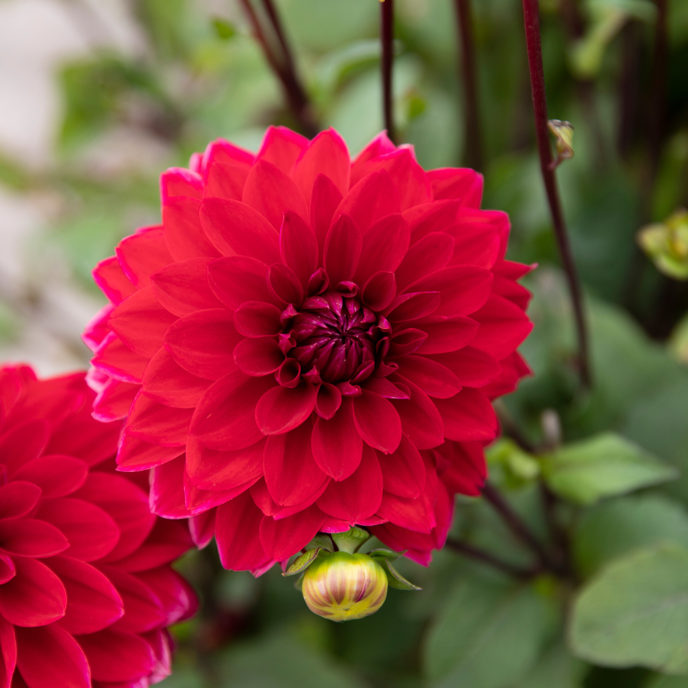 Dahlia 'Menorca' BIO