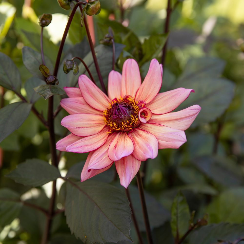 Dahlia 'Molly Raven'