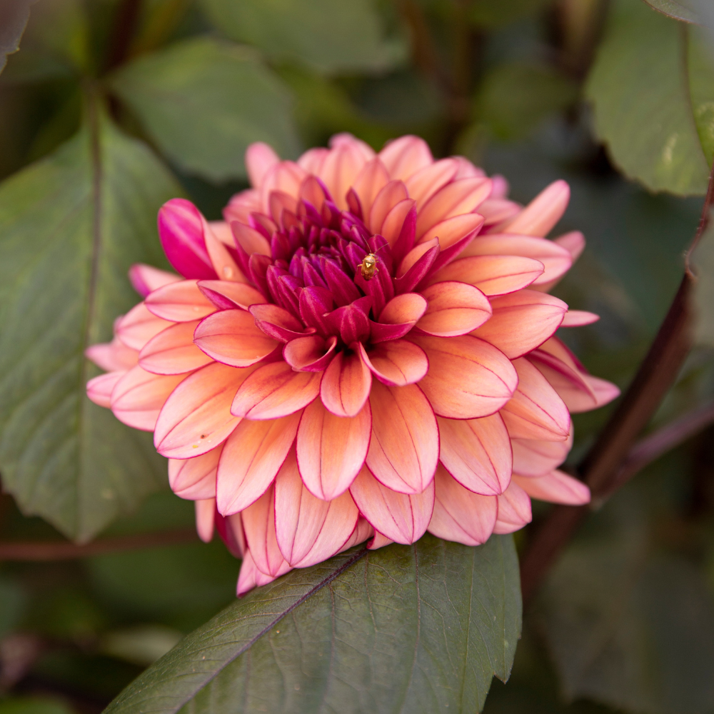 Dahlia 'Molly Raven'
