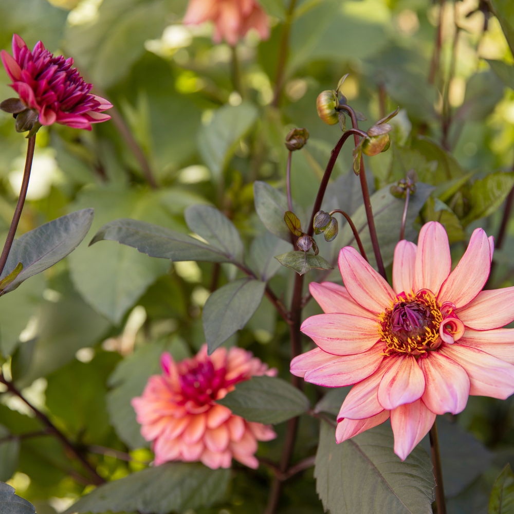 Dahlia 'Molly Raven'