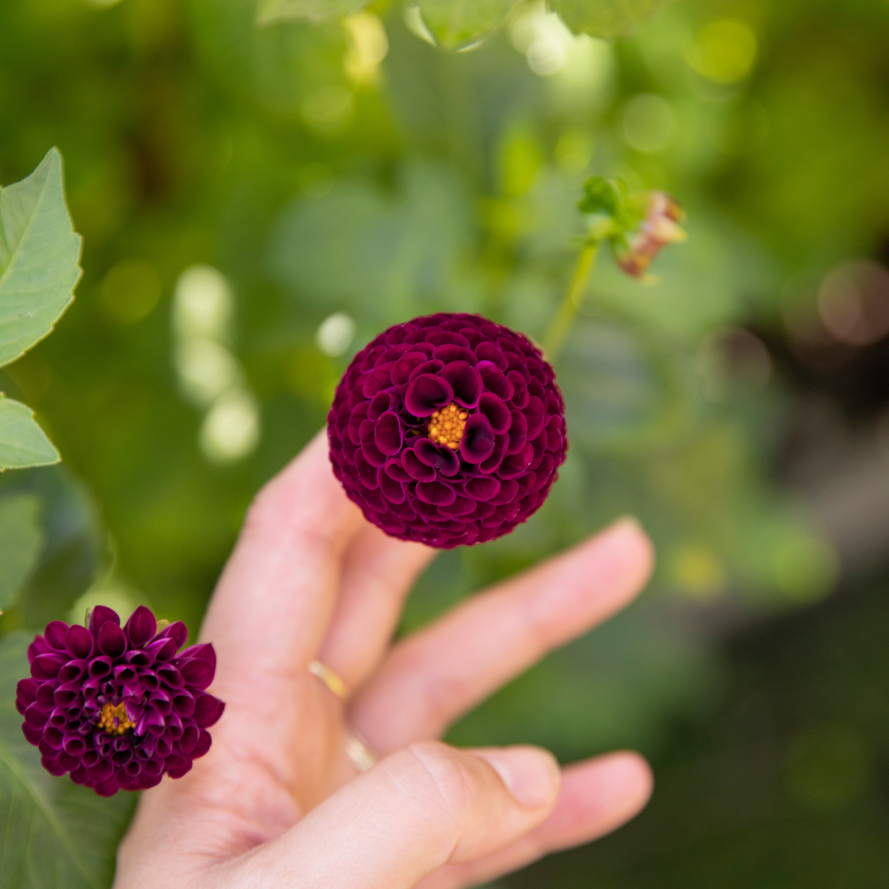 Dahlia pakket 'Merel's 13 favorieten'