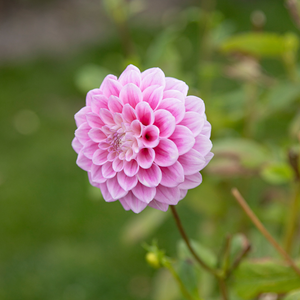 Dahlia 'Sweet Love'