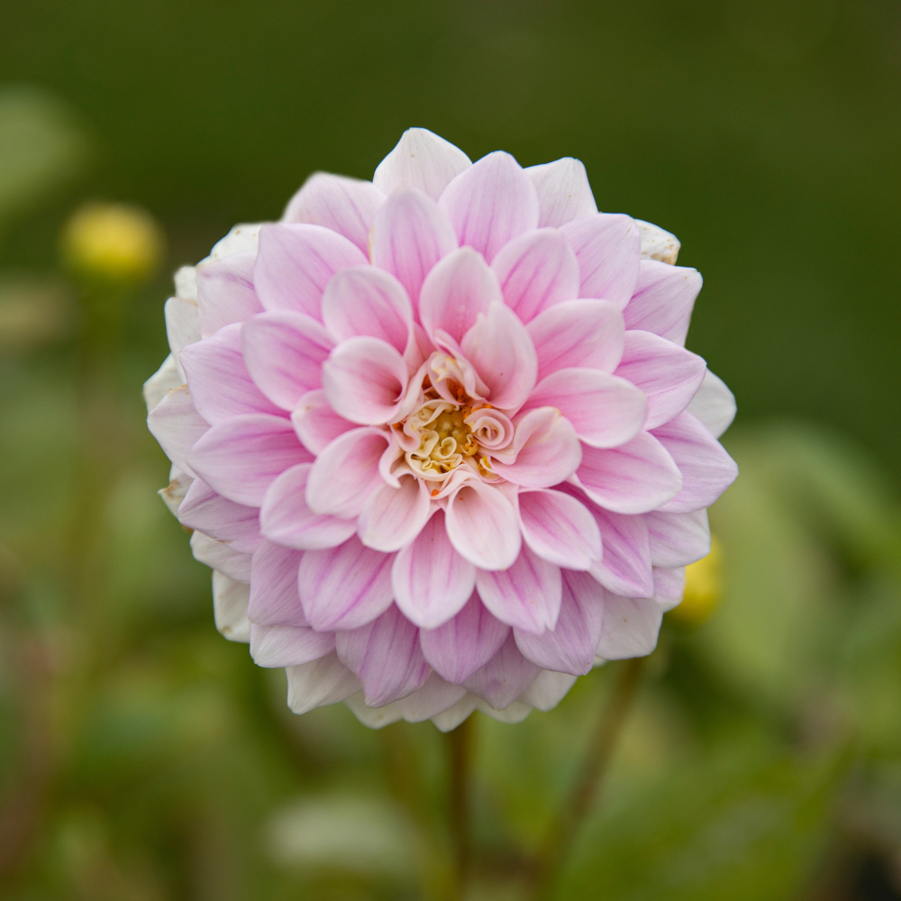 Dahlia pakket 'Torenhoge Schoonheden'