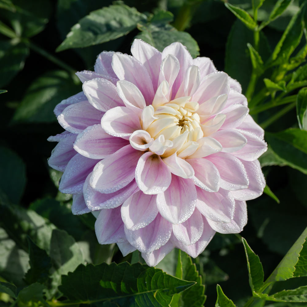 Dahlia 'Sweet Lucille'