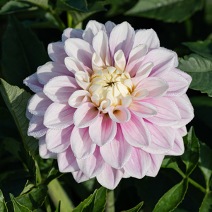 Dahlia 'Sweet Lucille'