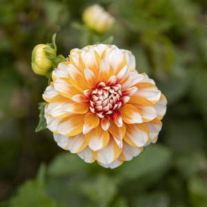 Dahlia 'Tangerine Dream'