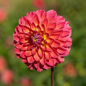 Dahlia 'The Voice'