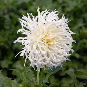 Dahlia 'Tsuki-Yori-No-Shisa'