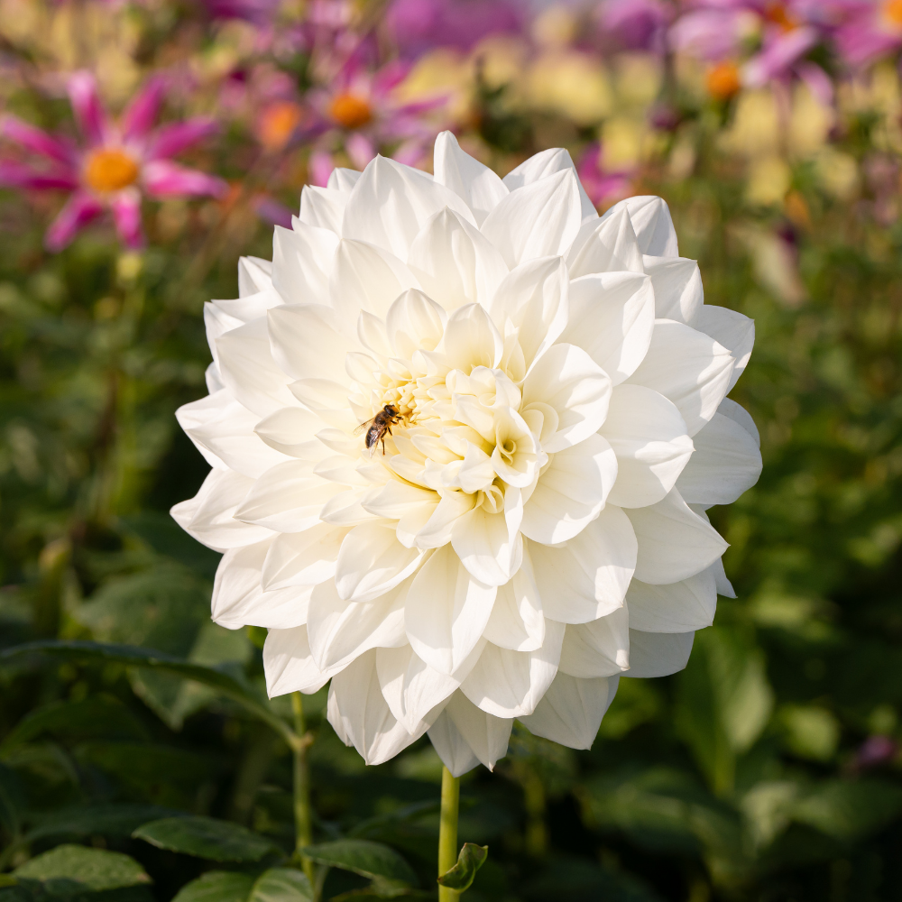 Dahlia 'White Perfection'