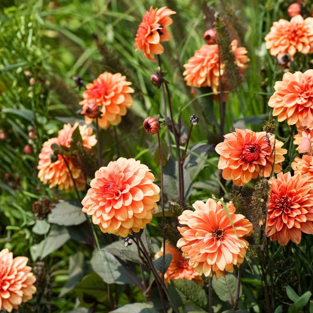 Dahlia 'Tangerine Dream'