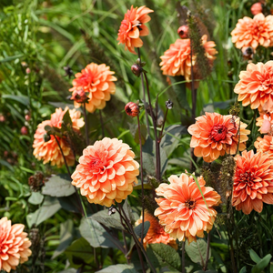 Dahlia 'Tangerine Dream'