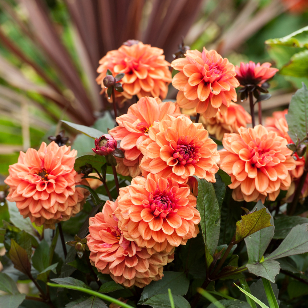 Dahlia 'Tangerine Dream'