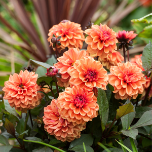 Dahlia 'Tangerine Dream'