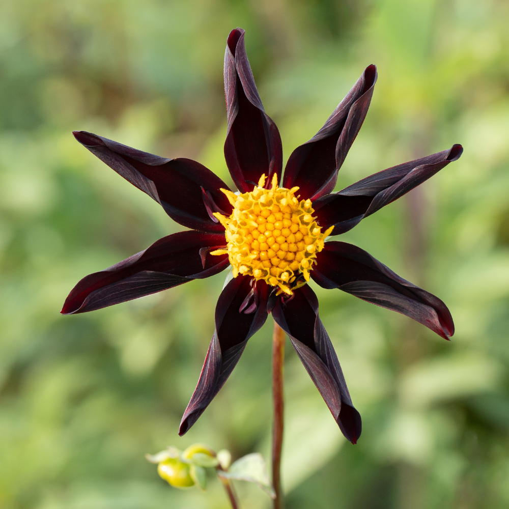 honka dahlia seeds Dahlia 'Honka Dark' – PLUKKERS