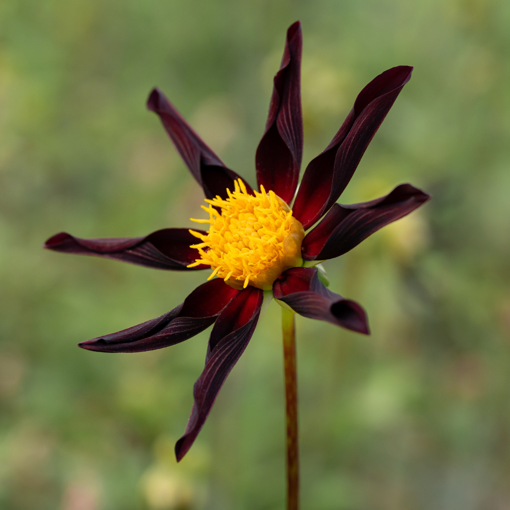 Dahlia 'Honka Dark'
