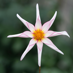 Dahlia 'Honka Fragile'