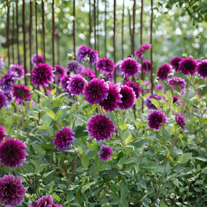 Dahlia 'Laughing Lizzy'