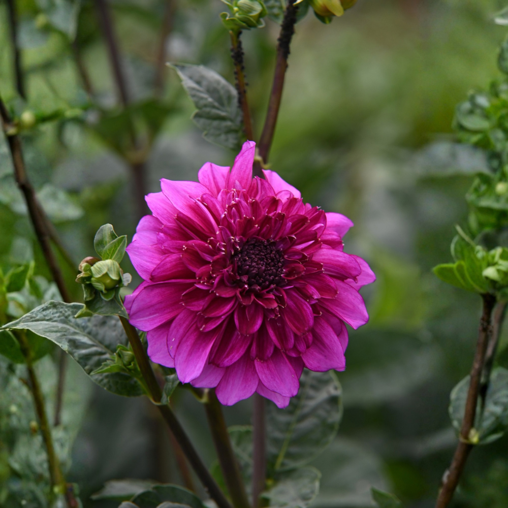 Dahlia 'Laughing Lizzy'