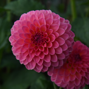 Dahlia pakket 'Onze 12 favorieten'