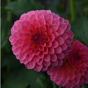 Dahlia 'Stolze van Berlin'