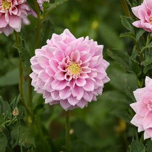 Dahlia 'Christo'