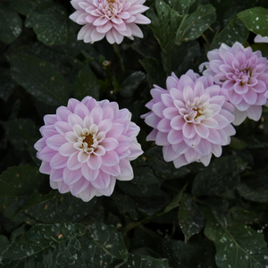 Dahlia 'Christo'