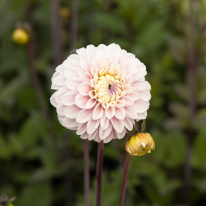 Dahlia 'Espacio'