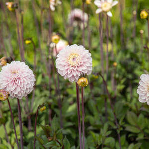 Dahlia 'Espacio'