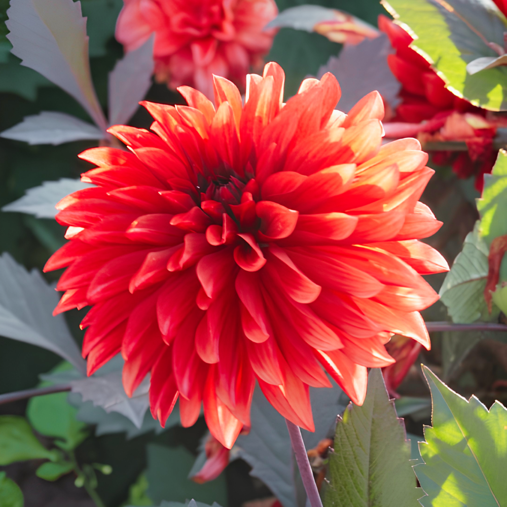 Dahlia 'Danique'