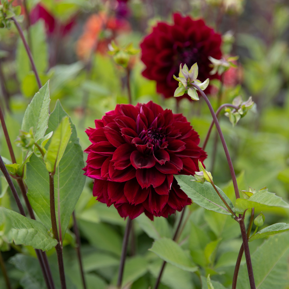 Dahlia pakket 'Onze 12 favorieten'