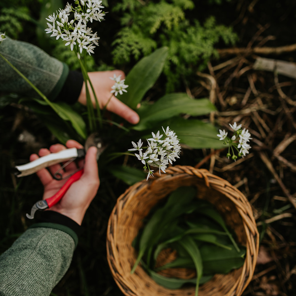 Bärlauch-Saatkartoffeln - Allium ursinum BIO (Knollen)