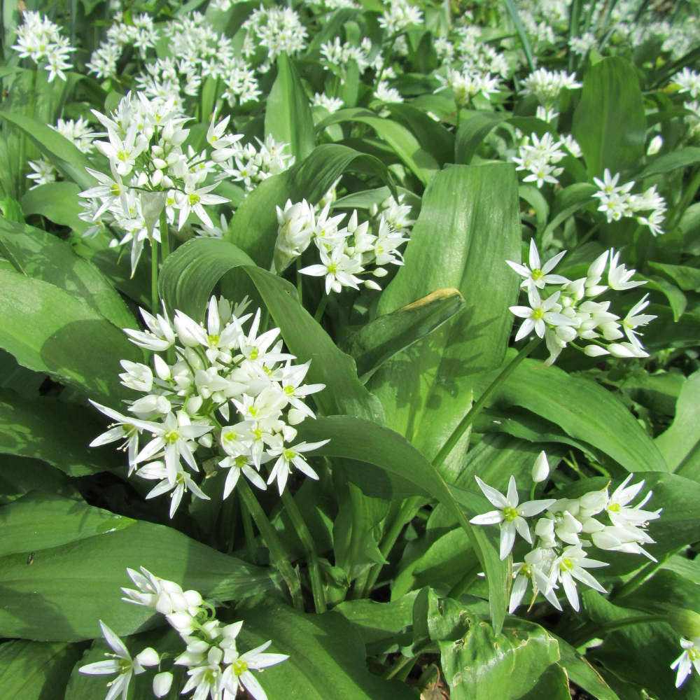 Ail des ours (allium ursinum) BIO