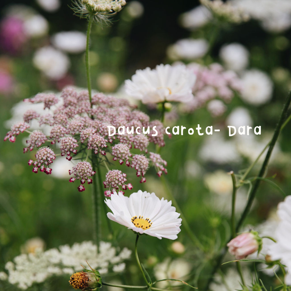 Daucus carota (wilde Möhre) - Dara