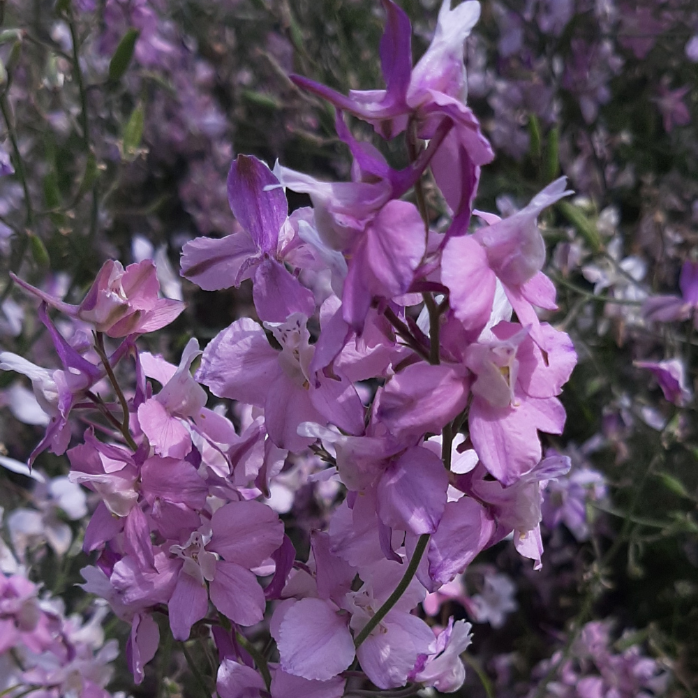 Delphinium consolida (Rittersporn) – Ausgefallene Belladonna