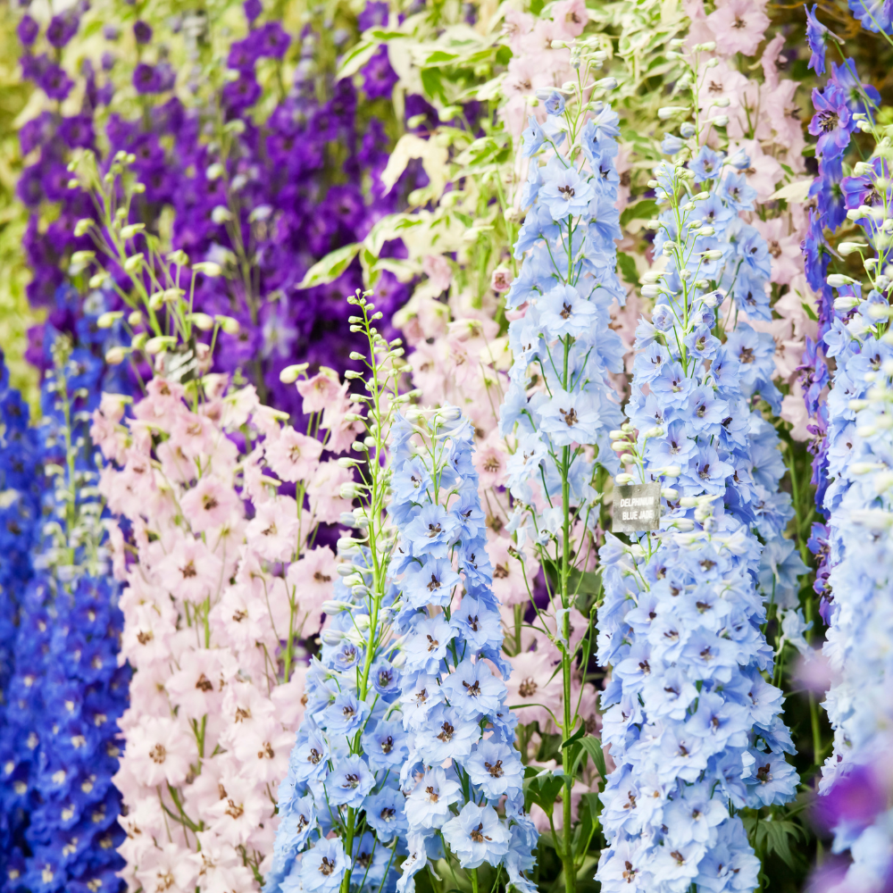 Delphinium imperialis (ridderspoor) - Imperial mix