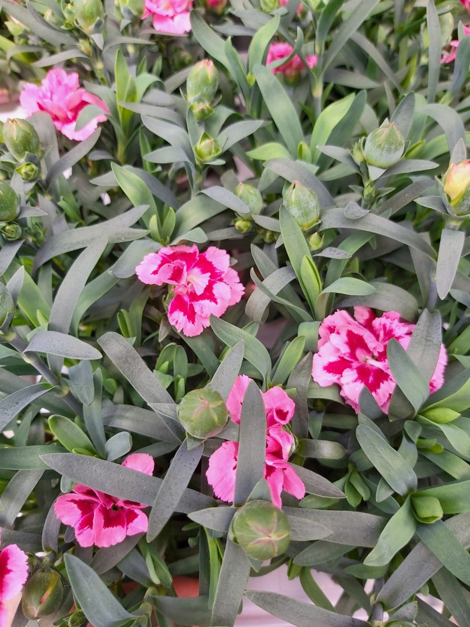 Dianthus Oeillet rose vif tacheté en pot 10,5 cm 1 plante